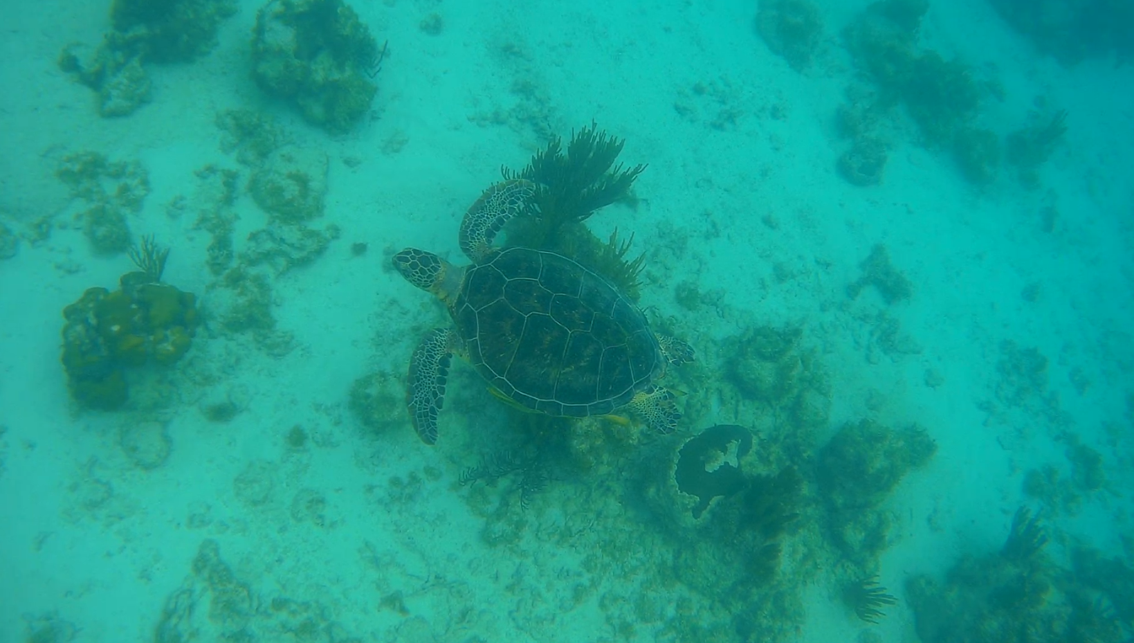 Tortuga